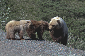 Momma Grizzly and her cubs