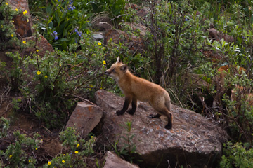 Young fox