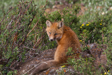 Young fox in Denali National Park