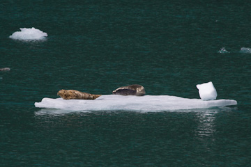 Our first look at Harbor Seals in Tracy Arm