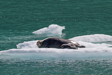 Harbor Seal & pup