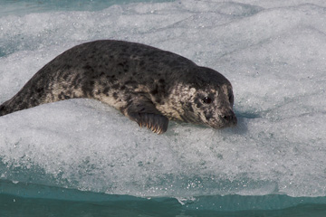A Harbor Seal pup