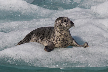 A harbor seal pup in Tracy Arm