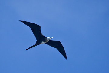 Magnificant Frigatebird in the Dry Tortugas