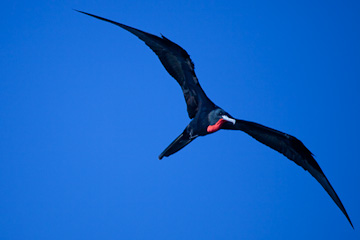 Male Magnificant Frigatebird in the Dry Tortugas