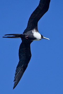 Magnificant Frigatebird in the Dry Tortugas
