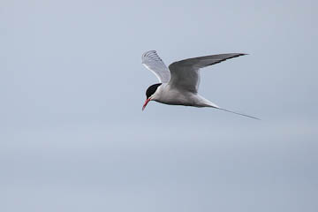Tern, in Iceland