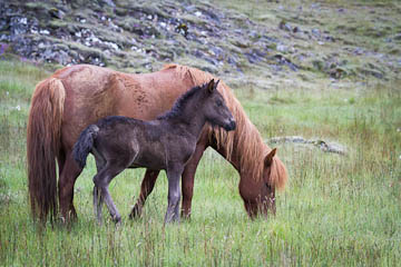 Young Icelandic horse with mom, Iceland