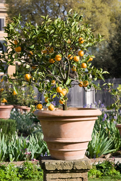 Garden in Villa Borghese