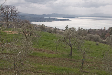 Olive trees and Lake Trasimeno