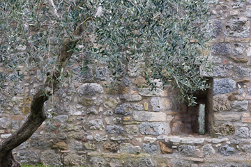Olive tree and stone wall
