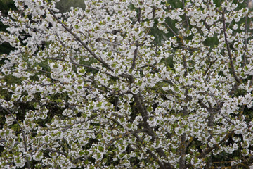 Blossoms in Certaldo
