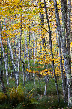 Birch trees in the Sieur de Monts area, Acadia National Park, Maine