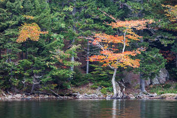 A red tree on the north shore of Eagle Lake, Acadia National Park, Maine