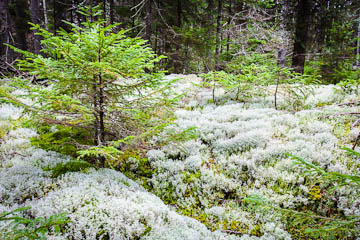 Lichens in the woods at Pretty Marsh, Acadia National Park, Maine