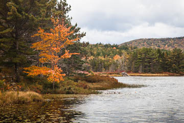 An orage tree on Witch Hole Pond, Acadia National Park, Maine