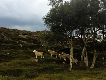 Shieldaig sheep, Scotland