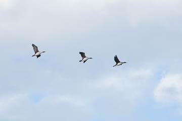 Cormorants
