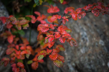 Fall colors, Ushuaia, Argentina