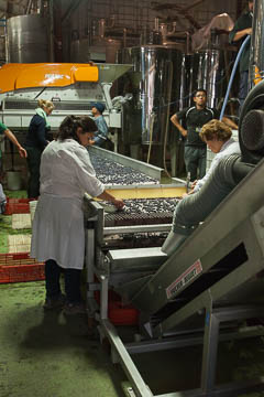 A view inside the Santa Rita Winery, Chile