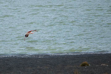 Flamingo at Laguna Amarga, Patagonia, Chile