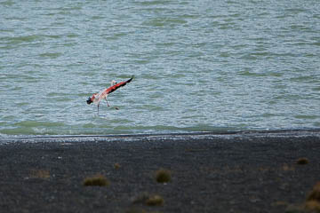 Flamingo at Laguna Amarga, Patagonia, Chile