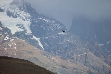 Andean Condor in flight, Patagonia, Chile
