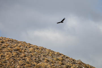 Andean Condor in flight, Patagonia, Chile