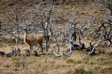 Guanaco, Patagonia, Chile