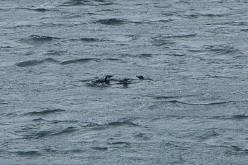 Magellanic penguins, Tierra del Fuego, Chile