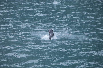 Cavorting seal,  Tierra del Fuego, Chile