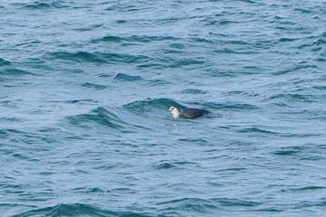 Magellanic penguin, Tierra del Fuego, Chile