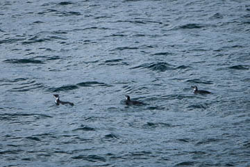 Magellanic penguins, Tierra del Fuego, Chile