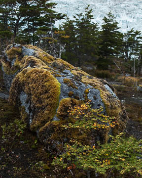A mossy rock with Pia Glacier in the background, Tierra del Fuego, Chile