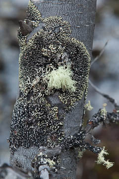 Lichen detail